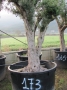 Olivo 0173