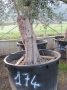 Olivo 0174