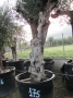 Olivo 0175