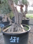 Olivo 0177