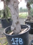 Olivo 0178