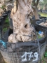 Olivo 0179
