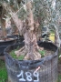 Olivo 0189