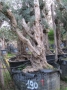 Olivo 0190