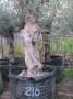 Olivo 0210