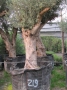 Olivo 0219