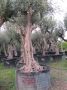 Olivo 0230