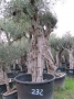 Olivo 0232
