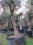 Olivo 0234