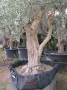 Olivo 0236