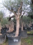 Olivo 0644