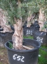 Olivo 0652