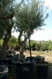 Olivo 0341