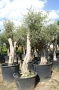 Olivo 0399