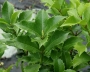 Osmantus Aquifolium