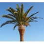 Palme
