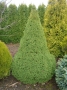 Picea Glauca Albertiana Conica