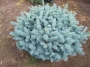 Picea Pungens "Globosa"