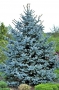 Picea Pungens "Hoopsi"