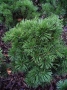 Pinus Mugo