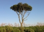Pinus Pinea