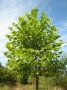 Platanus Acerifolia