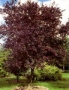 Prunus Pissardii Nigra
