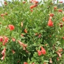 Punica Granatum