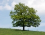 Quercus Robur