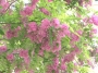 Robinia Hispida "Rosea"