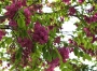 Robinia Pseudoacacia "Fiori Rossi"