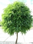 Robinia "Umbraculifera"