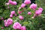 Rosa Rifiorente