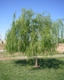 Salix Babilonica