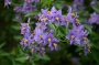 Solanum
