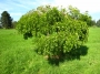 Sophora Japonica