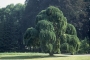 Sophora Japonica "Pendula"