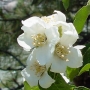 Syringa