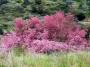 Tamarix