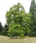 Tilia Americana