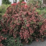Weigelia in varietà