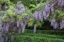 Wisteria in varietà