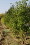 Ziziphus