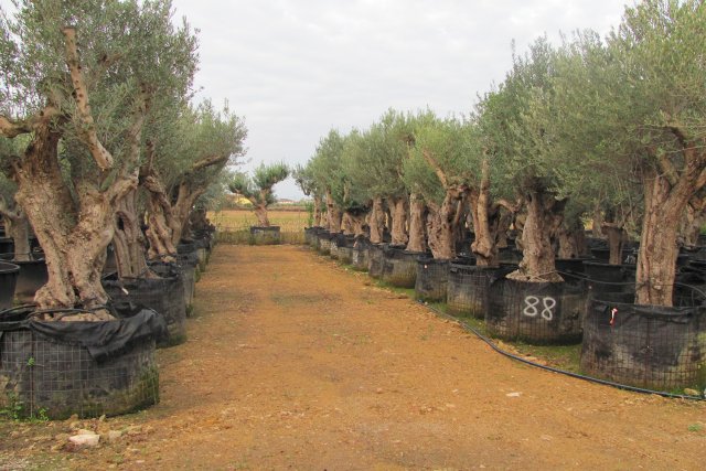 Carosello 5