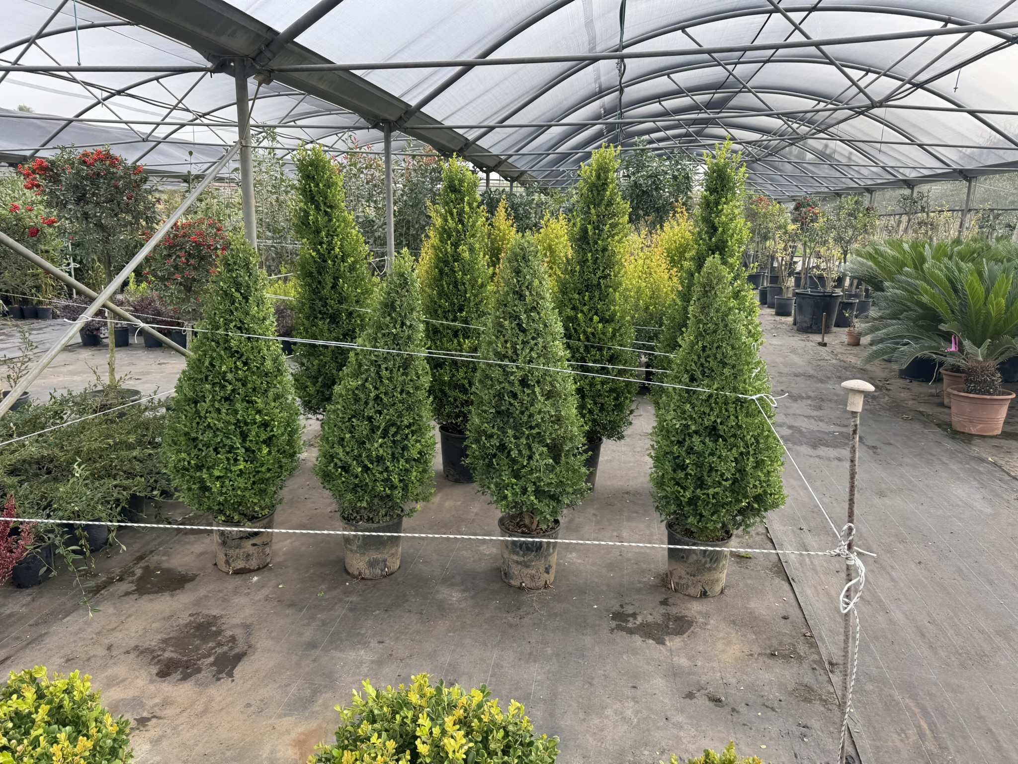 Buxus Rotundifolia a cono 110CM