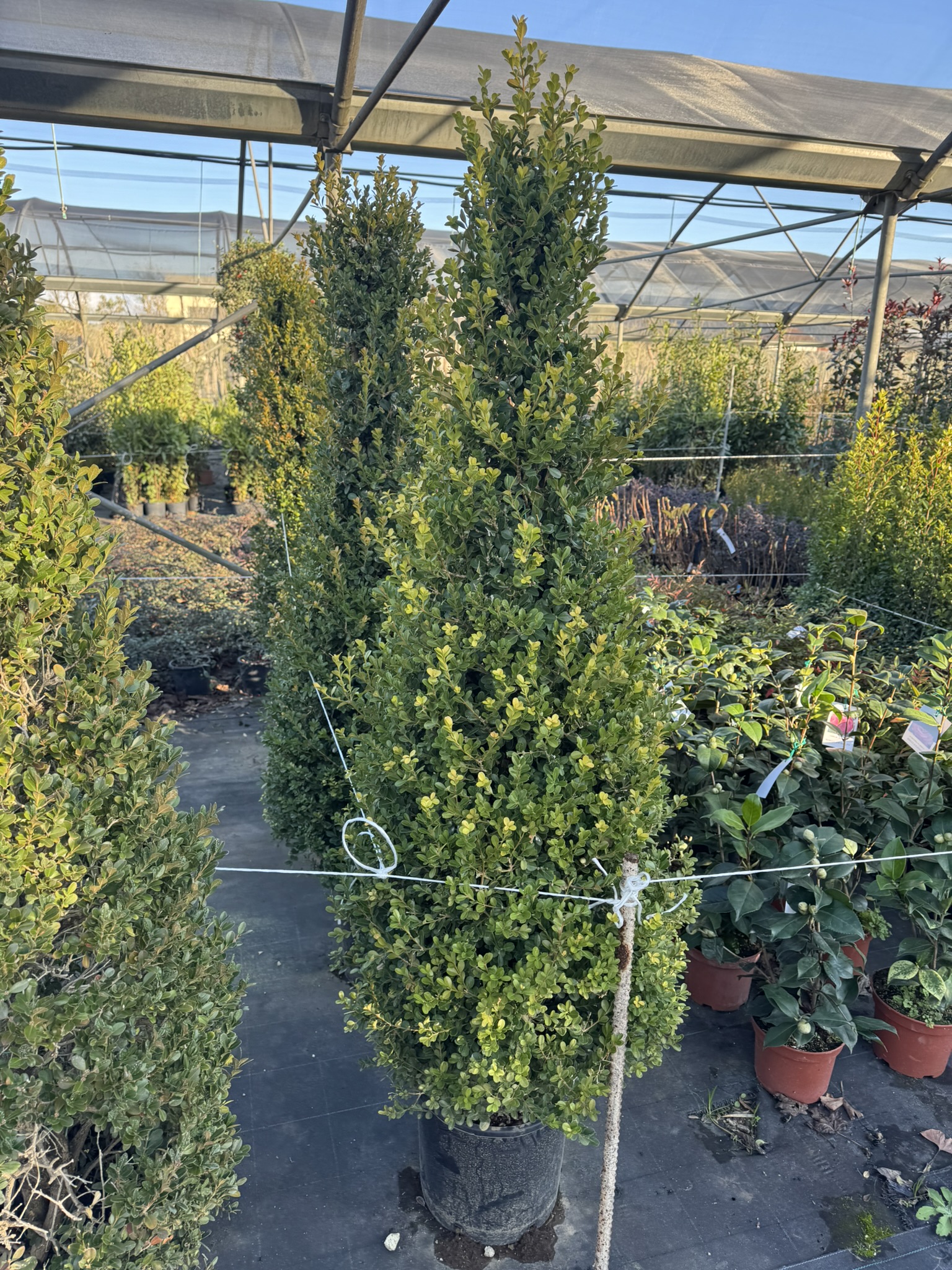 Buxus Rotundifolia a cono 130CM