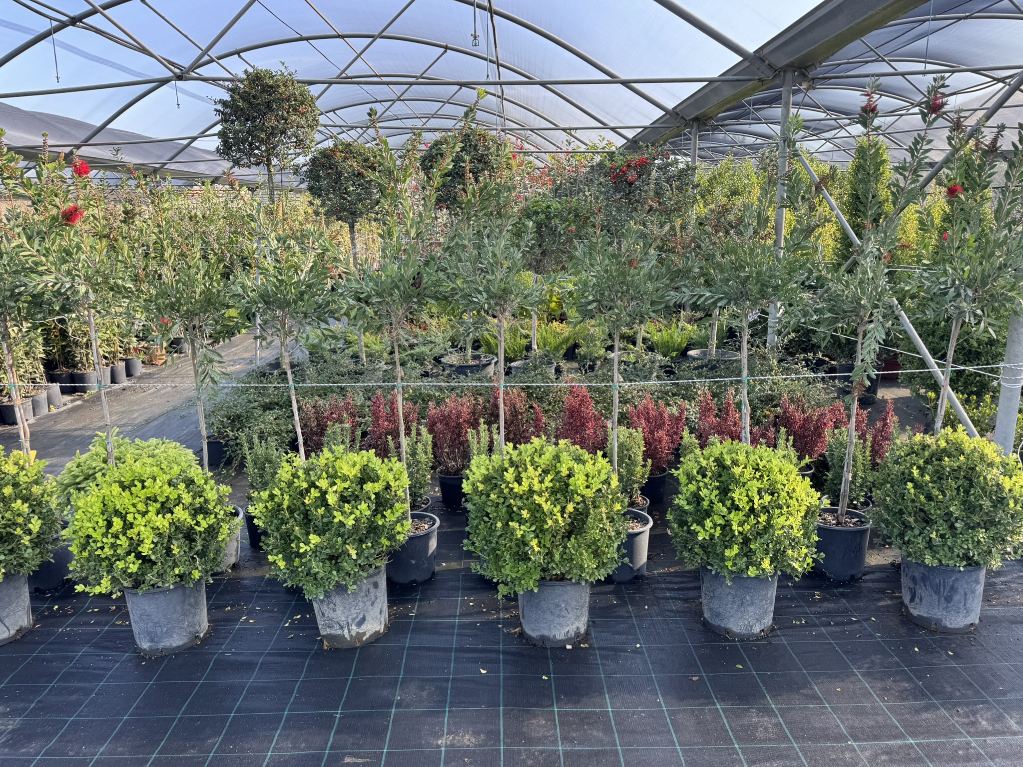 Buxus Rotundifolia a sfera