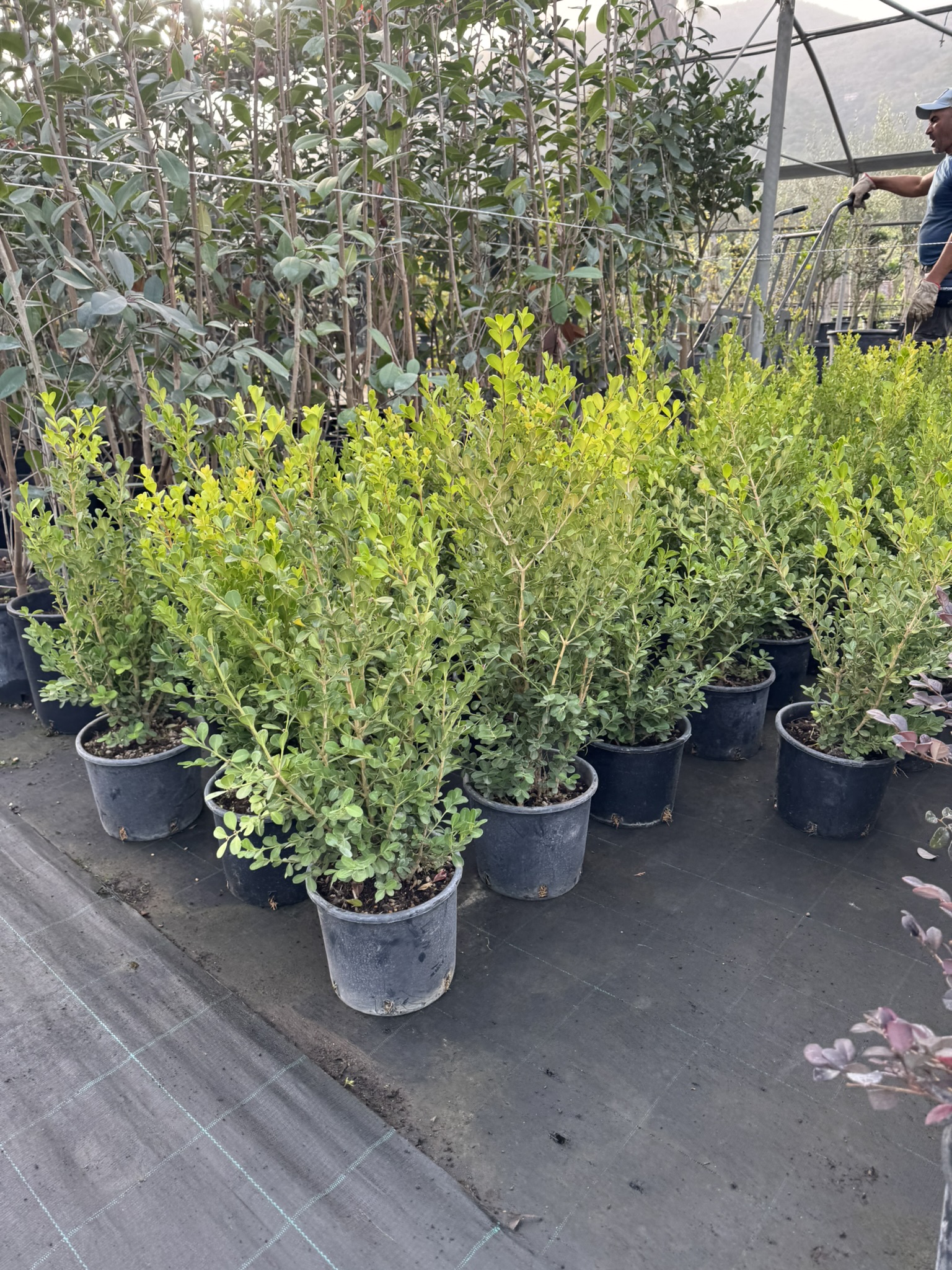 Buxus rotundifolia