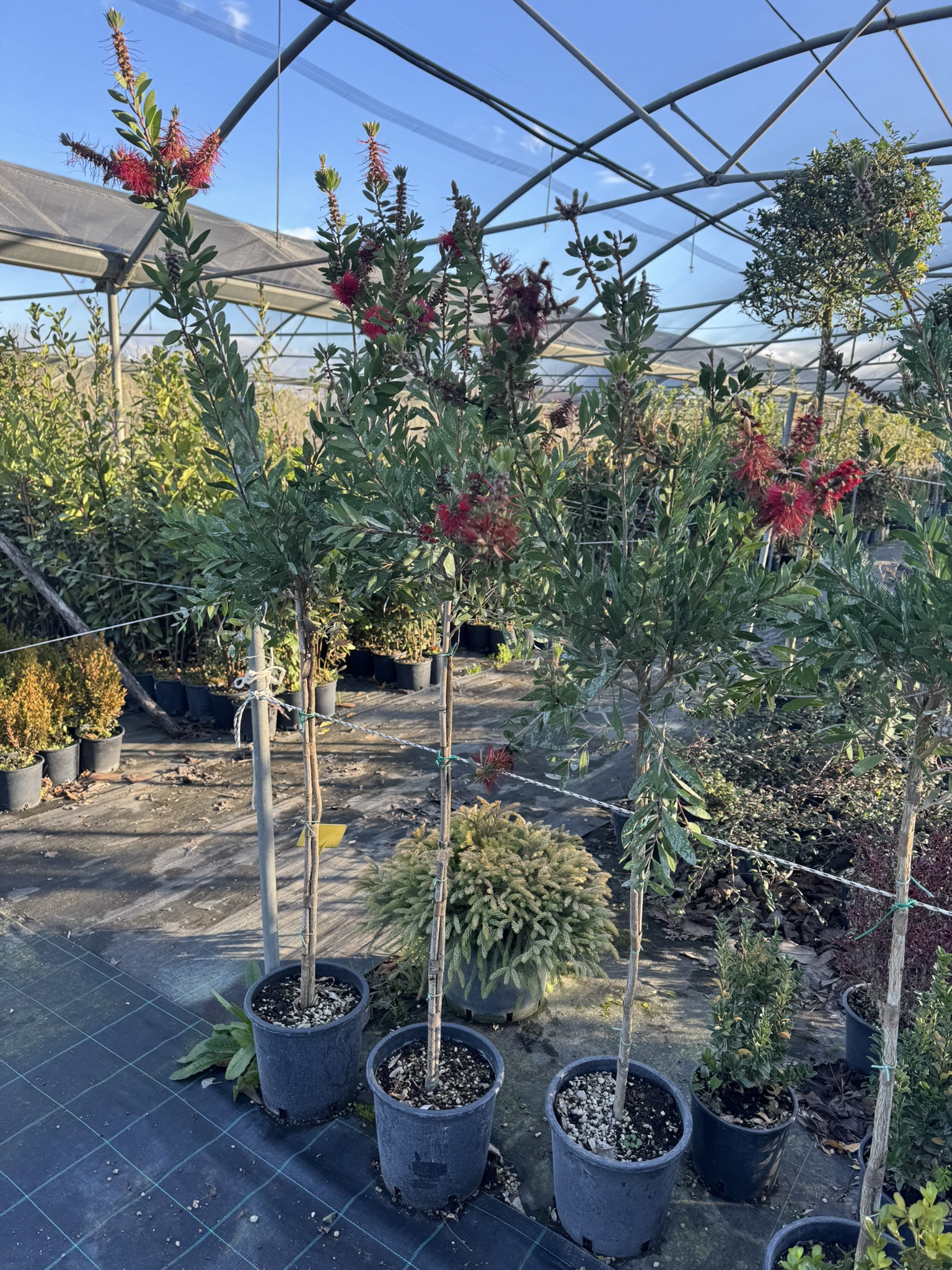 Callistemon Citrinus Alberetto 1/2 
