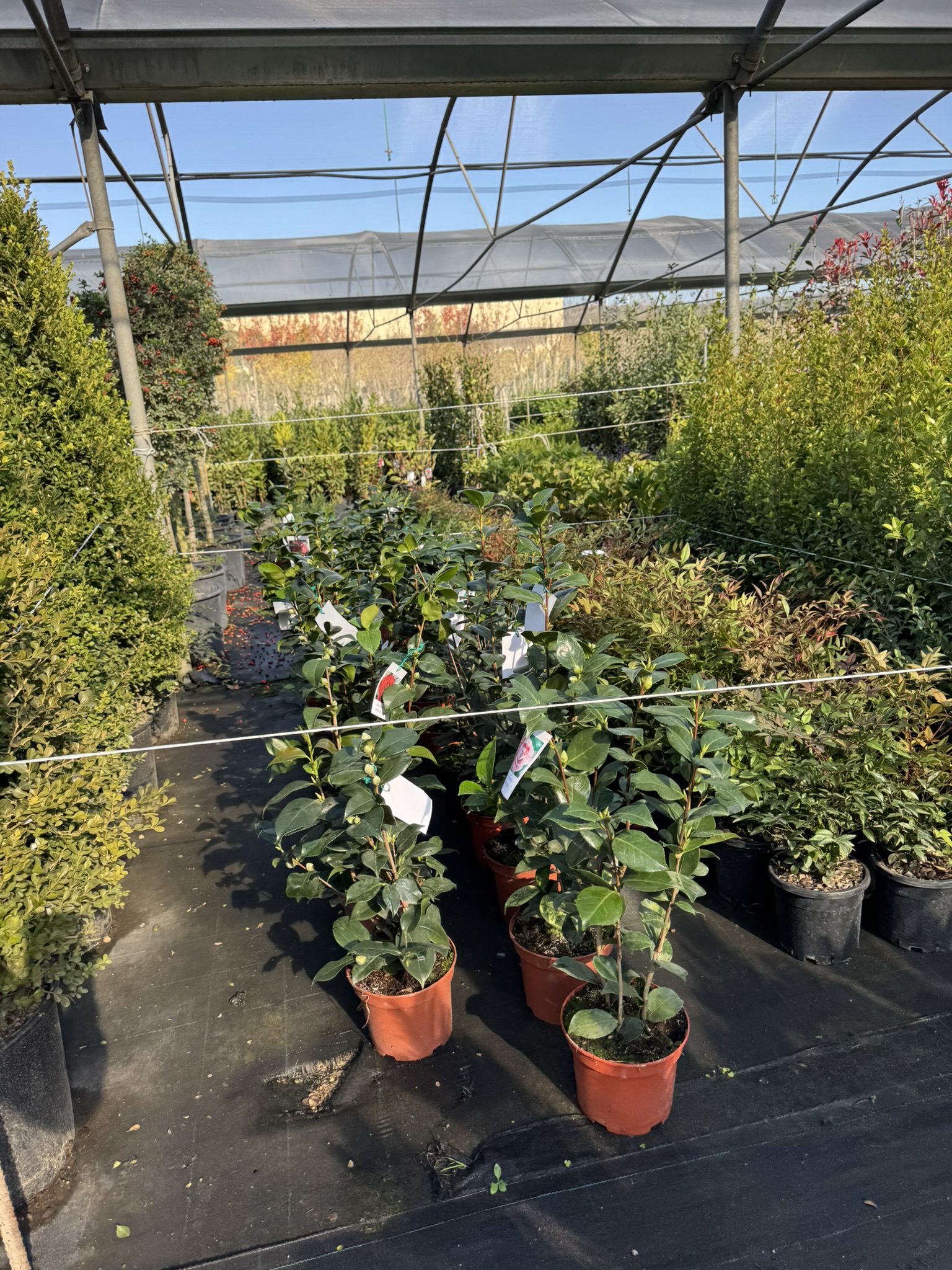 Camelia Japonica H60/80